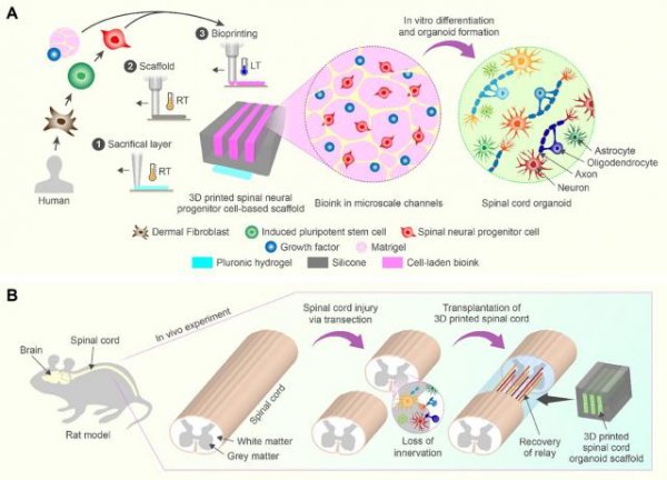 配资炒股投资 3D打印技术有潜力让瘫痪者再次行走，已在大鼠上验证